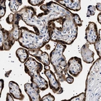 Immunohistochemical staining of human placenta shows strong cytoplasmic positivity in trophoblastic cells.