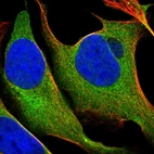 Immunofluorescent staining of human cell line U-2 OS shows localization to cytosol.