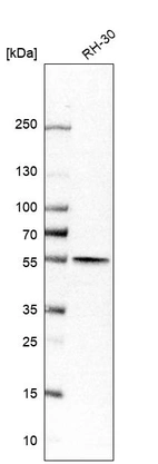 Western blot analysis in human cell line RH-30.