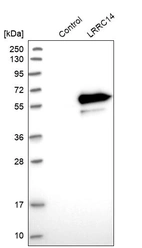 Western blot analysis in control (vector only transfected HEK293T lysate) and LRRC14 over-expression lysate (Co-expressed with a C-terminal myc-DDK tag (~3.1 kDa) in mammalian HEK293T cells, LY415049).