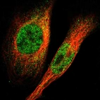 Immunofluorescent staining of human cell line U-2 OS shows localization to nucleoplasm & cytosol.