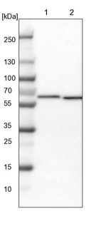 Lane 1: NIH-3T3 cell lysate (Mouse embryonic fibroblast cells)_br/_Lane 2: NBT-II cell lysate (Rat Wistar bladder tumour cells)