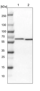 Lane 1: NIH-3T3 cell lysate (Mouse embryonic fibroblast cells)_br/_Lane 2: NBT-II cell lysate (Rat Wistar bladder tumour cells)