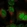 Anti-DUSP11 Antibody