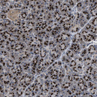 Immunohistochemical staining of human pancreas shows strong granular positivity in cytoplasm in exocrine glandular cells.