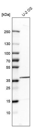 Western blot analysis in human cell line U-2 OS.