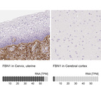 Anti-FBN1 Antibody