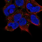 Immunofluorescent staining of human cell line HEK 293 shows localization to vesicles.