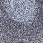 Immunohistochemical staining of human lymph node shows strong nucleolar and moderate nuclear positivity in non-germinal center cells.