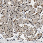 Immunohistochemical staining of human stomach shows strong nucleolar and moderate nuclear positivity in glandular cells.