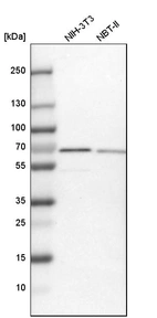 Western blot analysis in mouse cell line NIH-3T3 and rat cell line NBT-II.