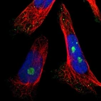 Immunofluorescent staining of human cell line U-251 MG shows localization to nucleoli fibrillar center.