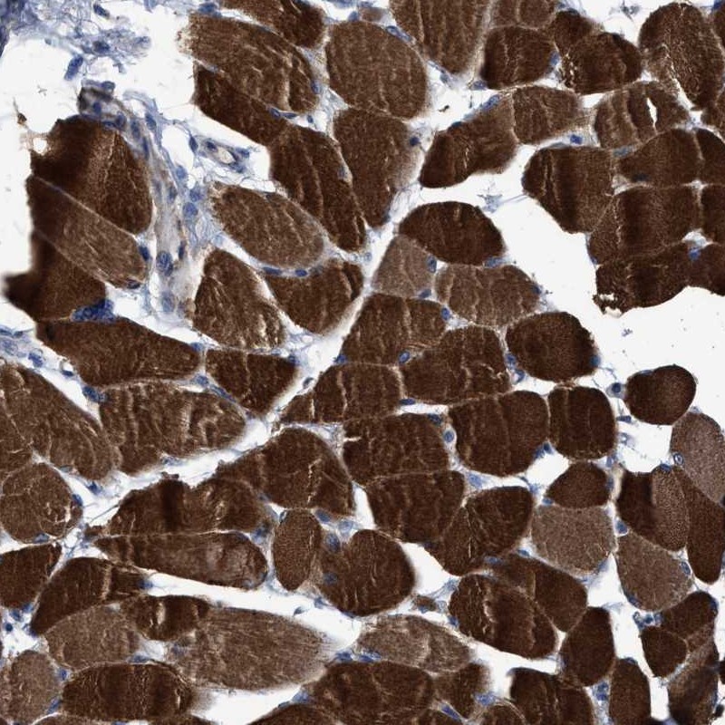 Anti-USP29 Antibody