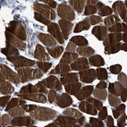 Anti-USP29 Antibody