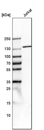Western blot analysis in human cell line Jurkat.