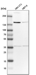Western blot analysis in mouse cell line NIH-3T3 and rat cell line NBT-II.