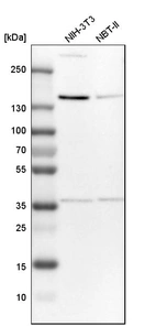 Western blot analysis in mouse cell line NIH-3T3 and rat cell line NBT-II.