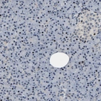 Immunohistochemical staining of human pancreas shows moderate nuclear positivity in exocrine glandular cells.