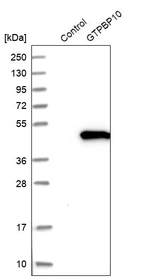 Western blot analysis in control (vector only transfected HEK293T lysate) and GTPBP10 over-expression lysate (Co-expressed with a C-terminal myc-DDK tag (~3.1 kDa) in mammalian HEK293T cells, LY409714).
