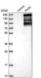 Western blot analysis in control (vector only transfected HEK293T lysate) and PASK over-expression lysate (Co-expressed with a C-terminal myc-DDK tag (~3.1 kDa) in mammalian HEK293T cells, LY414744).