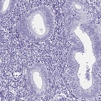 Immunohistochemical staining of human endometrium shows low expression as expected.