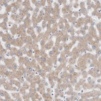 Immunohistochemical staining of human liver shows weak to moderate granular cytoplasmic positivity in hepatocytes.