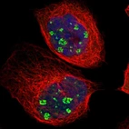 Immunofluorescent staining of human cell line A-431 shows localization to nucleus & nucleoli fibrillar center.