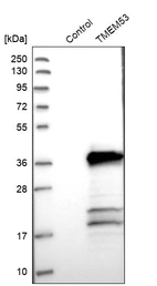 Western blot analysis in control (vector only transfected HEK293T lysate) and TMEM53 over-expression lysate (Co-expressed with a C-terminal myc-DDK tag (~3.1 kDa) in mammalian HEK293T cells, LY411222).