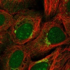 Immunofluorescent staining of human cell line U-2 OS shows localization to nucleus, nucleoli & the Golgi apparatus.
