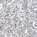 Immunohistochemical staining of human kidney shows strong nuclear positivity in cells in tubules.