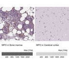 Anti-MPO Antibody