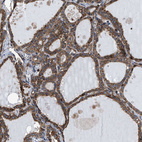 Anti-MRPS30 Antibody