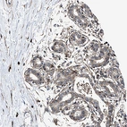 Immunohistochemical staining of human breast shows moderate granular cytoplasmic positivity in glandular cells.