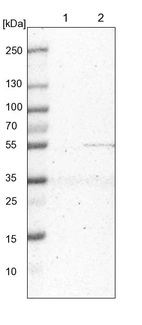 Lane 1: NIH-3T3 cell lysate (Mouse embryonic fibroblast cells)_br/_Lane 2: NBT-II cell lysate (Rat Wistar bladder tumour cells)