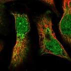 Immunofluorescent staining of human cell line U-2 OS shows localization to nucleoplasm, cytosol & mitochondria.