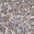 Immunohistochemical staining of human liver using Anti-EBAG9 antibody HPA021153.