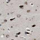 Immunohistochemical staining of human cerebral cortex using Anti-EBAG9 antibody HPA021153.