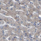 Immunohistochemical staining of human liver using Anti-EBAG9 antibody HPA021154.