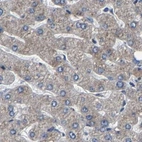 Immunohistochemical staining of human liver using Anti-EBAG9 antibody HPA021154.