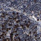 Immunohistochemical staining of human lymph node using Anti-EBAG9 antibody HPA021154.