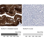 Anti-KLHL41 Antibody