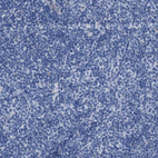 Immunohistochemical staining of human tonsil shows no positivity in non-germinal center cells as expected.