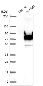 Western blot analysis in control (vector only transfected HEK293T lysate) and KLHL41 over-expression lysate (Co-expressed with a C-terminal myc-DDK tag (~3.1 kDa) in mammalian HEK293T cells, LY416896).