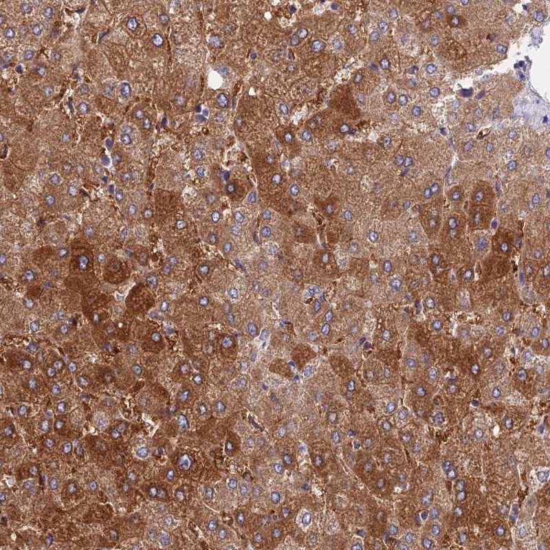 Anti-CDC37L1 Antibody