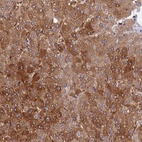 Anti-CDC37L1 Antibody