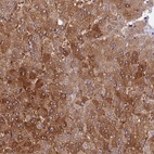 Anti-CDC37L1 Antibody