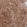 Anti-CDC37L1 Antibody