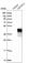 Anti-CDC37L1 Antibody