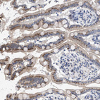 Immunohistochemical staining of human small intestine shows strong granular cytoplasmic positivity in glandular cells.