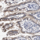 Immunohistochemical staining of human small intestine shows strong granular cytoplasmic positivity in glandular cells.